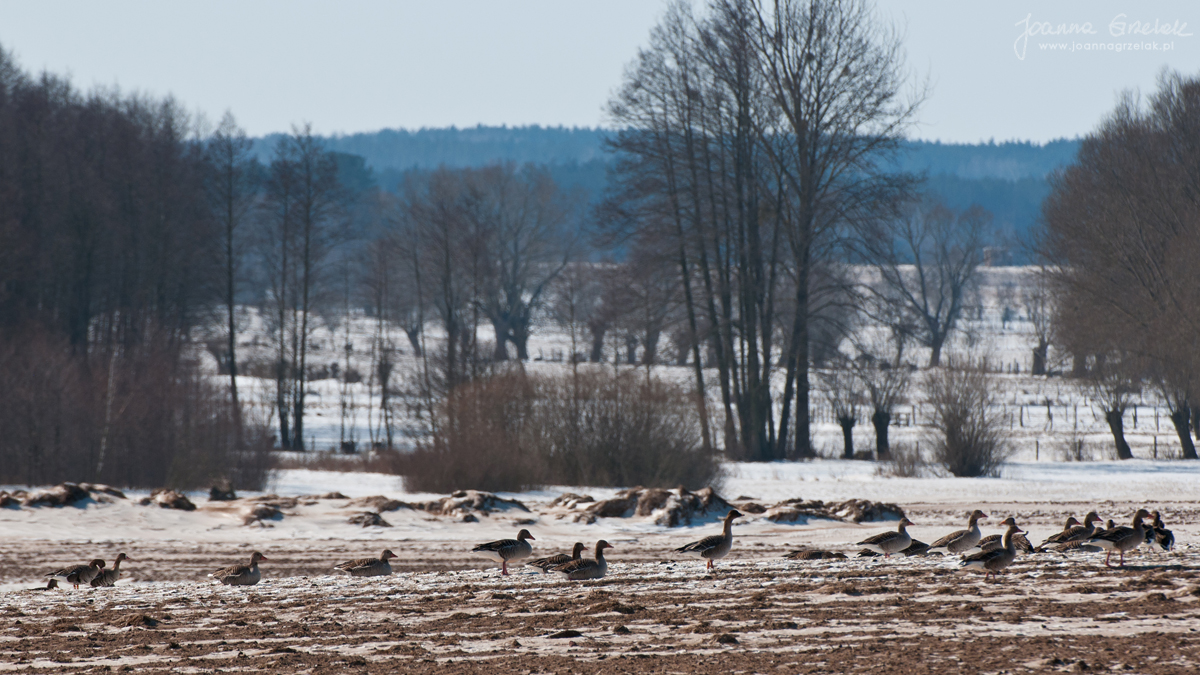 013_Biebrza - marzec 2013.jpg